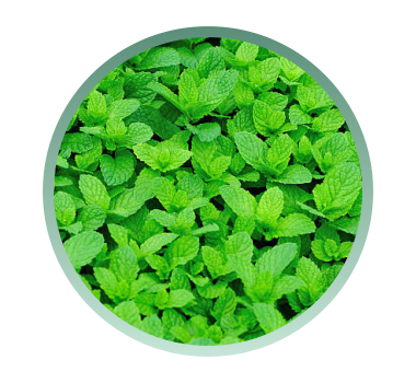 herbcare ingrediente, herbcare natural, adesivo natural parar de fumar, niquitin, niquitim, antifumo herbcare, herbicare, como parar de fumar, adesivo parar de fumar